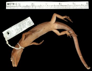 Media type: image;   Herpetology R-6463 Aspect: ventral